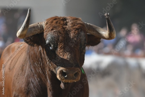 portrait of a bull