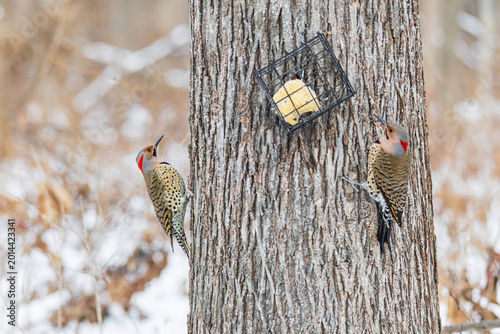 фотографія 01193-02614 Northern Flickers (Colaptes auratus) males near suet basket Marion Co