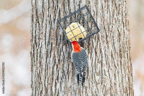 Photos 01196-04602 Red-bellied Woodpecker (Melanerpes carolinus) male eating suet in winter Marion Co