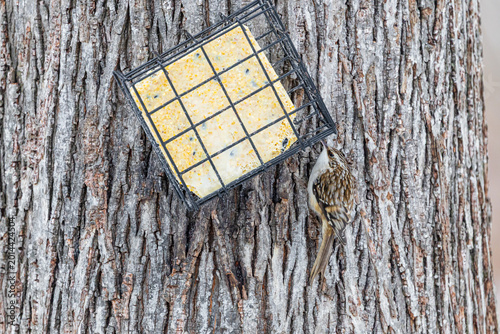 Canvastavla 01313-00219 Brown Creeper (Certhia americana) eating at suet basket Marion Co
