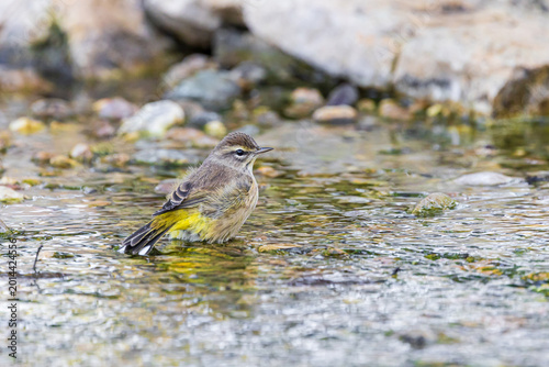 Quadro em tela 01480-00301 Palm Warbler (Setophaga palmarum) bathing Marion Co