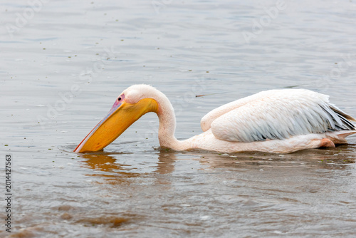 Foto Great White Pelican paddling and feeding in Lake Nakuru National Park in Kenya A