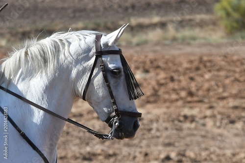 portrait of a horse