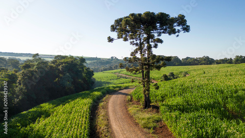 Bild auf Leinwand Lone Araucaria tree standing beside a winding dirt road in a lush green countryside landscape with agricultural fields under a clear sky in Southern Brazil