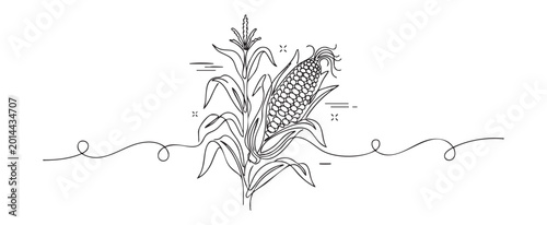 Continuous line art drawing of a corn stalk close-up vector illustration on a transparent background for agriculture and harvest concept, minimalist black and white graphic design