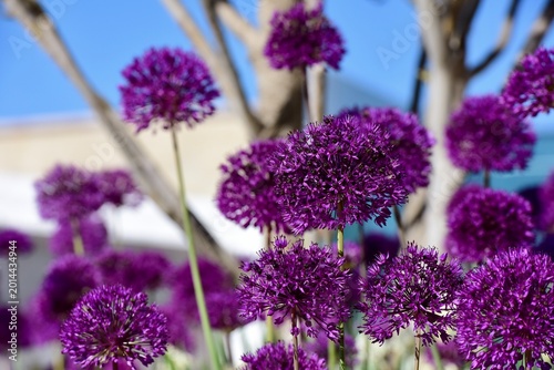 Scallion flowers in the park