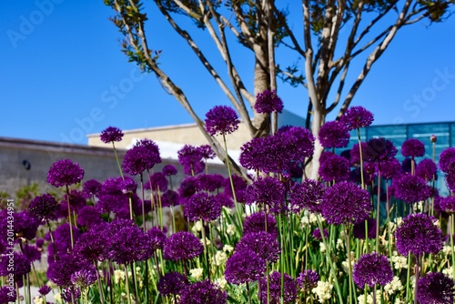 Scallion flowers in the park
