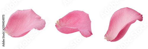 Quadro em tela Single Soft Pink Rose Petal Isolated on White Background - Romantic Floral Detai