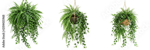 Obraz na płótnie Lush Green Hanging Fern Plant Isolated on White Background - Tropical Indoor Hou