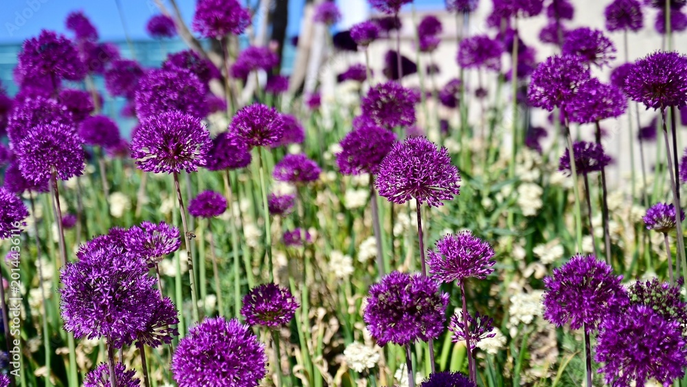 Obraz premium Scallion flowers in the park