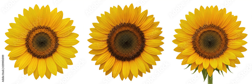 Fototapeta premium Vibrant Yellow Sunflower Head in Full Bloom Isolated on White Background - Large Summer Botanical Flora for Nature Photography, Garden Design, Floral Patterns, and Bright Seasonal Graphic Assets