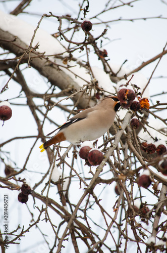 Waxwing