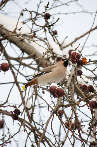 Waxwing