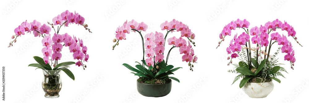 Naklejka premium Elegant Pink Orchid Plant in a White Ceramic Pot Isolated on White Background - Tropical Indoor Houseplant for Luxury Home Decor, Spa Mockups, and Urban Jungle Lifestyle Assets