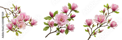 Photos Pink Magnolia Tree Branch with Multiple Blossoms Isolated on White Background -