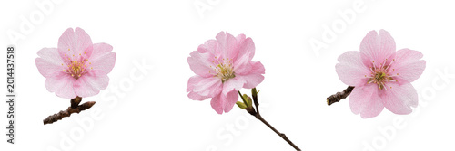 Bild auf Leinwand Single Delicate Pink Cherry Blossom Branch Isolated on White Background - Soft S