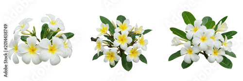 Small Bouquet of White Plumeria Flowers with Yellow Centers Isolated on White Background - Exotic Botanical Blooms for Spa Branding, Summer Graphics, and Island Lifestyle Assets