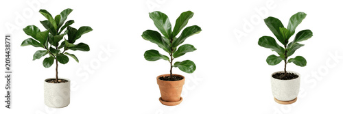 Small Potted Fiddle Leaf Fig Tree Isolated on White Background - Trendy Indoor Houseplant for Modern Interior Decor, Office Greenery, and Urban Jungle Lifestyle Graphic Assets