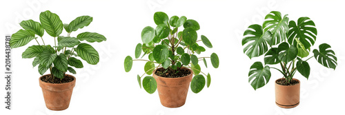 Potted Pilea Peperomioides Plant Isolated on White Background - Trendy Chinese Money Plant for Modern Home Decor, Office Greenery, and Nature-Themed Graphic Design Assets