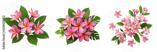 Tropical Pink Plumeria Flowers with Monstera Leaves Isolated on White Background - Exotic Botanical Arrangement for Spa Branding, Summer Graphics, and Island Lifestyle Design Assets
