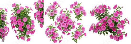 Collection of Vibrant Pink Petunia Flowers and Leaves Isolated on White Background - Summer Botanical Bloom for Garden Landscaping, Floral Patterns, and Bright Nature-Themed Design Assets