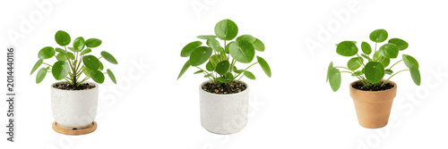 Small Potted Pilea Peperomioides Plant Isolated on White Background - Trendy Chinese Money Plant for Modern Home Office Decor, Interior Styling, and Botanical Graphic Assets