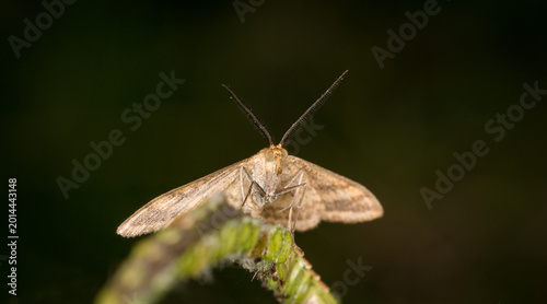 Foto Scopula rubraria, also called a plantain moth, is a species of moth of the famil