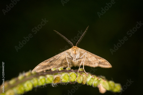 Canvas-taulu Scopula rubraria, also called a plantain moth, is a species of moth of the famil