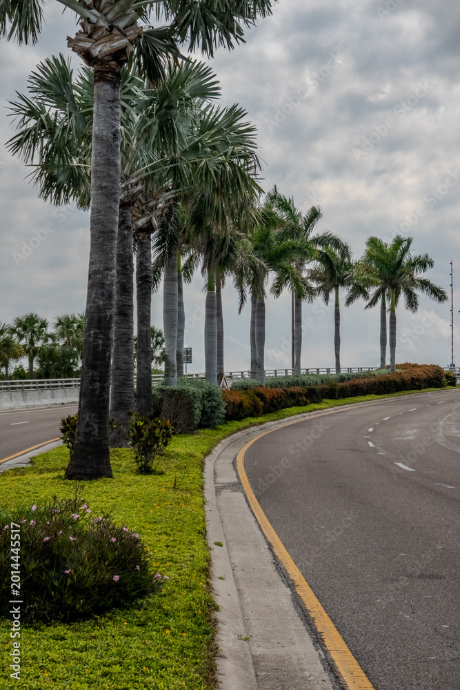 Fototapeta premium Clearwater Florida Coastal Road Lined with Palm Trees Leading Toward Bridge Under Overcast Sky