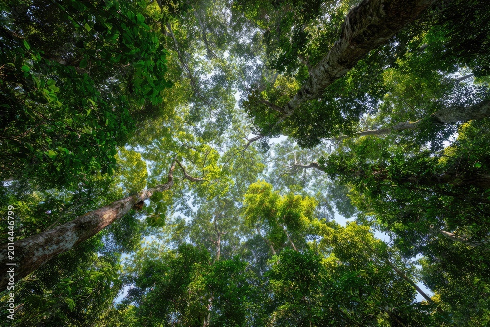 Obraz premium Lush forest canopy viewed from below (1)