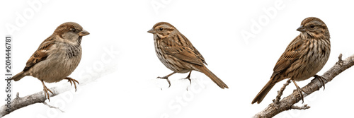 Konstfotografi Set and collection of small brown bird sparrow isolated on white background