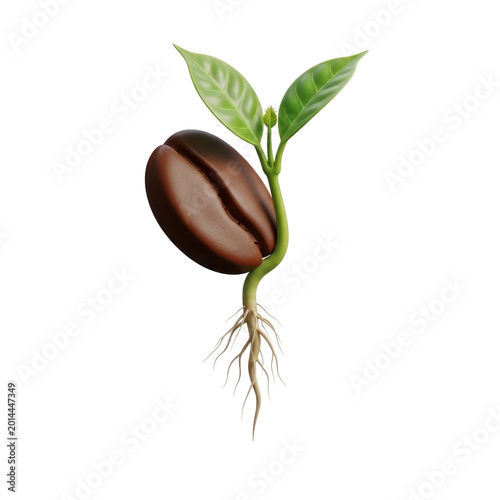 Coffee Bean Sprouting with Green Leaves and Roots