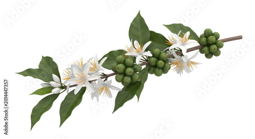 Coffee Plant Branch with Blooms and Berries