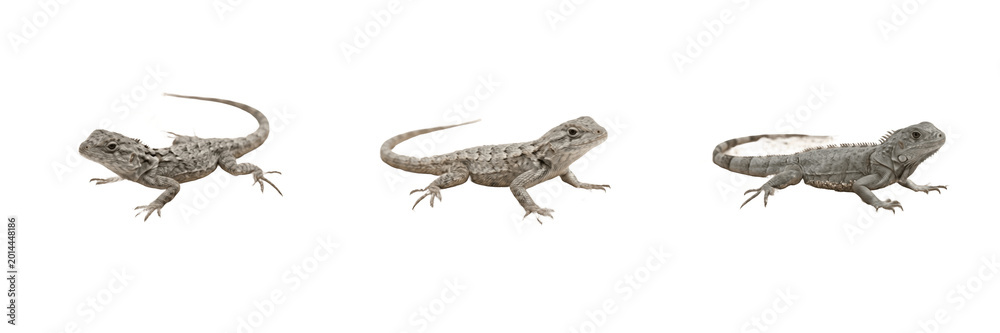 Obraz premium Set and collection of small brown lizard isolated on white background