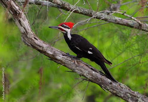 Obraz na plátně Pileated Woodpecker Perched on a Tree Branch