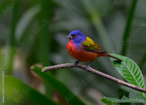 Quadro su tela A Beautiful Painted Bunting Perched on a Branch