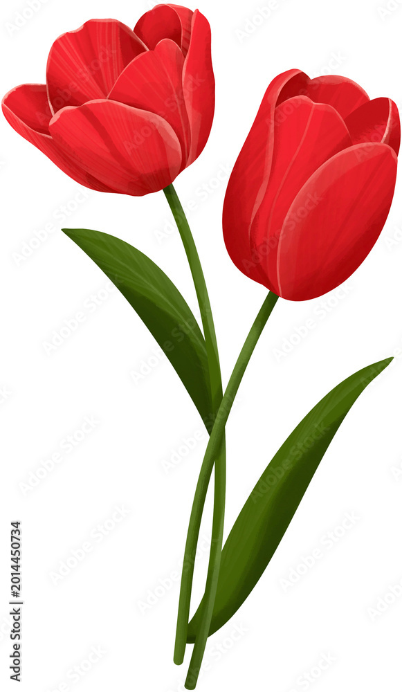 Fototapeta premium Two Red Tulips Illustration