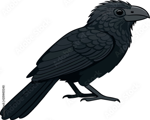 Smooth billed ani side view
