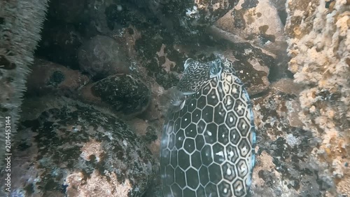 Honeycomb cow fish relaxing between coral reef - close up