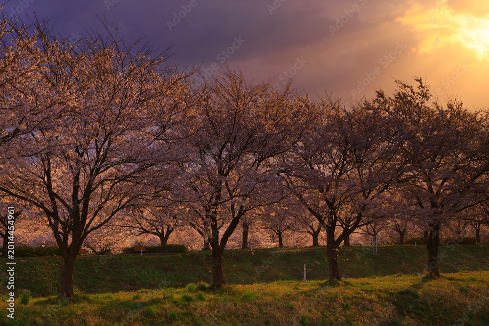 Fototapeta premium 朝焼けと満開の桜