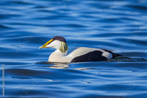 Schilderij op canvas Male Common Eider (Somateria mollissima) on the Baltic Sea off Helsinki