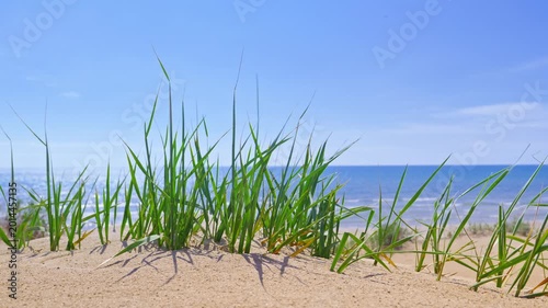 Young grass moves in the breeze on top of a sand dune with the sea in the background, a hot spring afternoon, a copy space about nature and travel on vacation on the coast