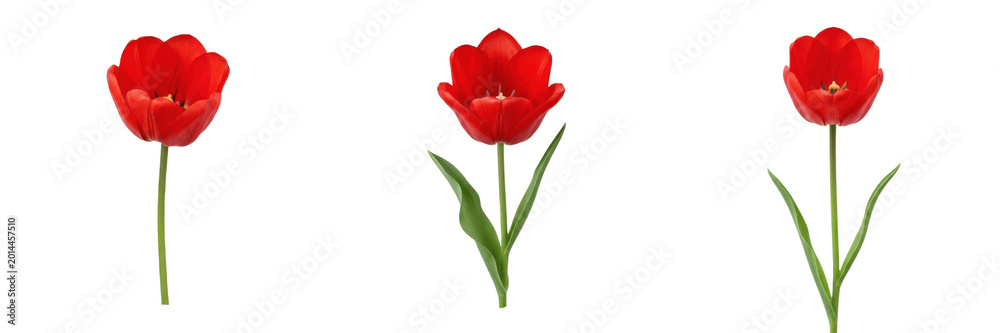 Obraz premium Set and collection of single red tulip flower isolated on white background