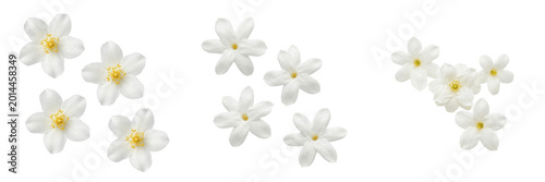 Fotografie Set and collection of white jasmine flowers isolated on white background