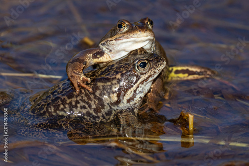 Bild auf Leinwand Spawning frogs (Rana temporaria) in a pond in spring