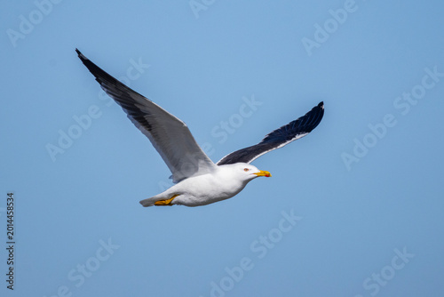 Tableau sur toile Lesser Black-backed Gull (Larus fuscus) on the Baltic Sea off Helsinki