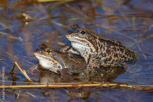 Canvastavla Spawning frogs (Rana temporaria) in a pond in spring