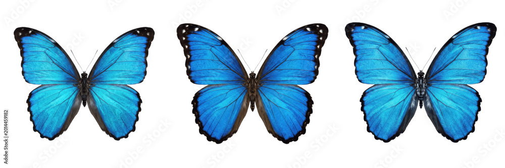 Obraz premium Set of blue morpho butterfly isolated on white background