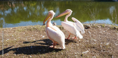 Foto Two great white pelicans standing by a lake in the sun