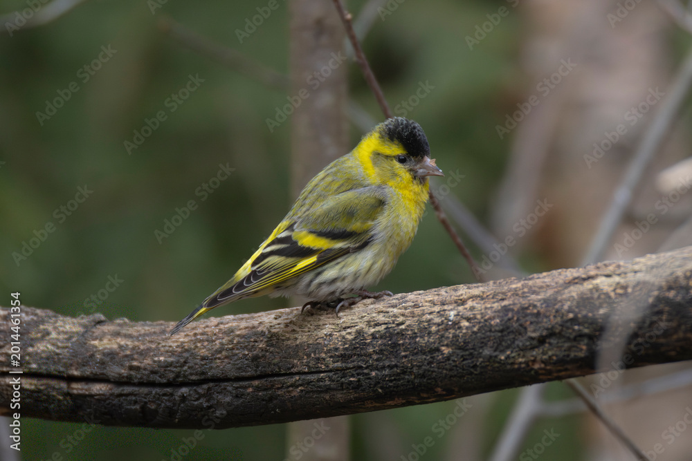 Obraz premium Eurasian Siskin (Spinus spinus) perched in a forest in spring.